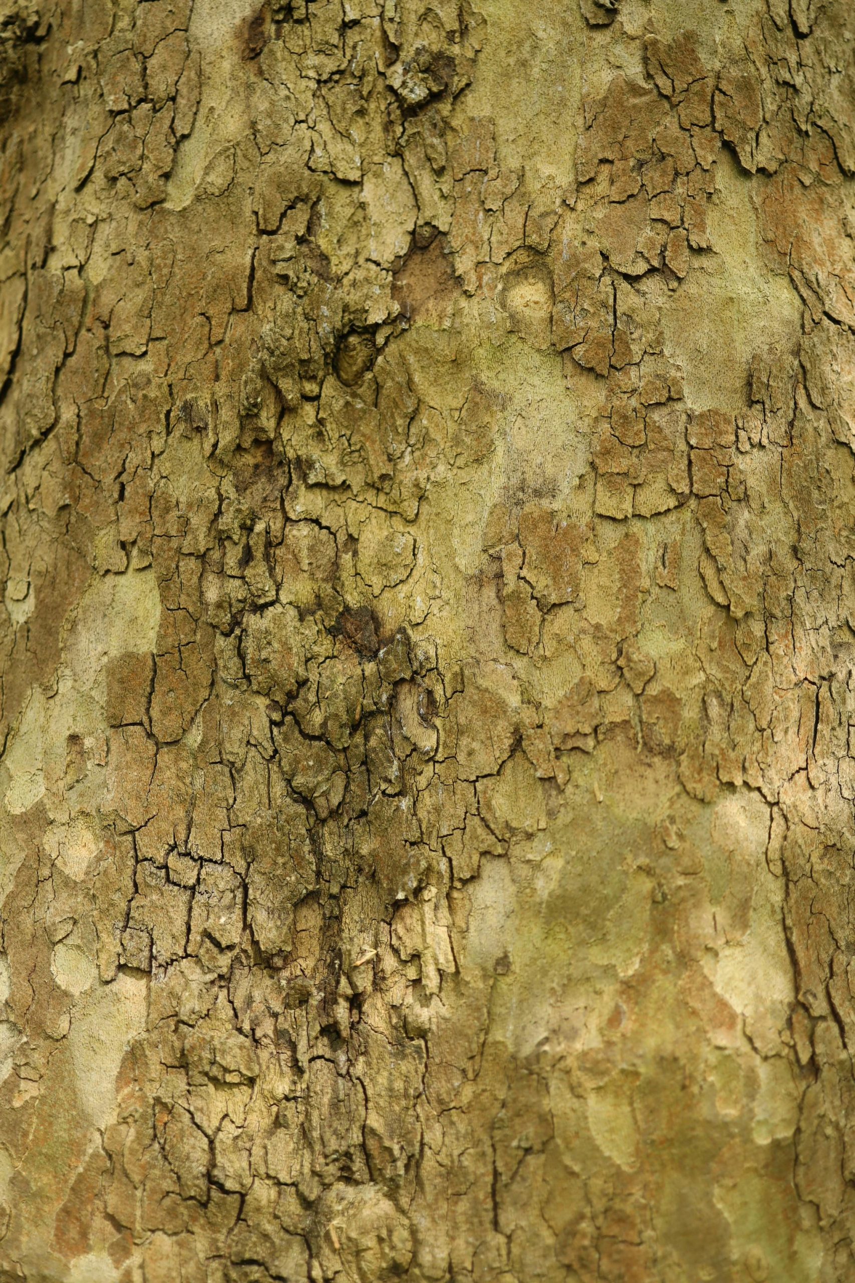 Termite Infestation Understanding