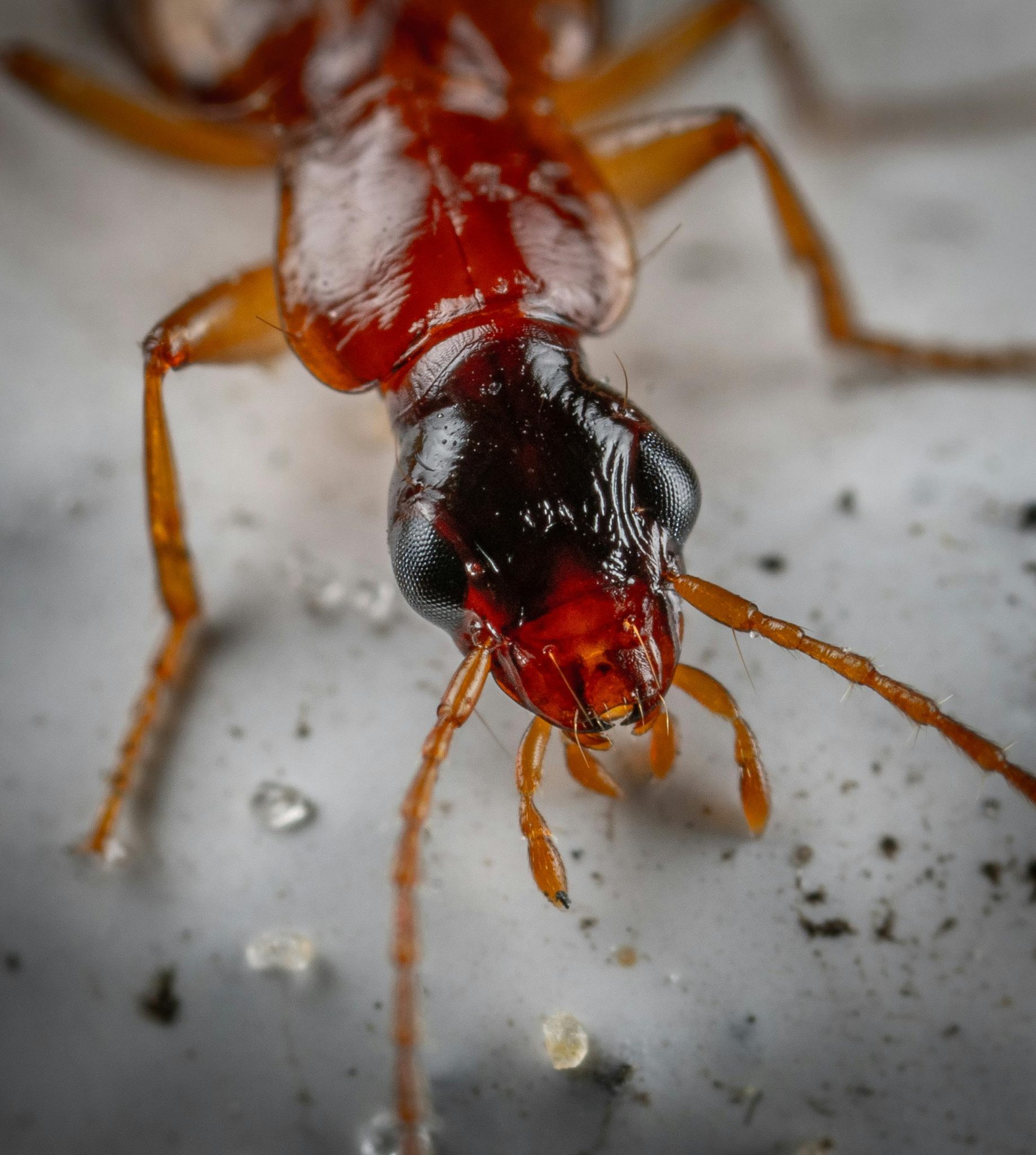 Termite Treatment Process