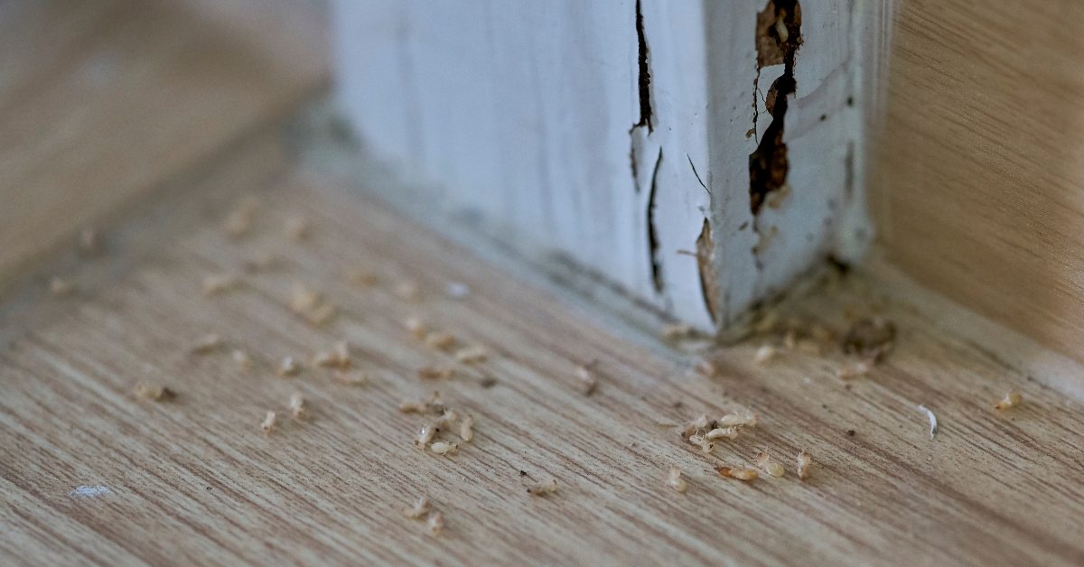 Termite Infestation Signs